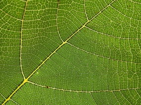 绿色树叶脉络纹理底纹摄影图片